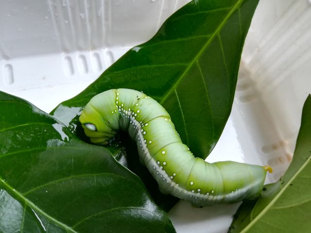 Poison eating caterpillar (hawkmoth caterpillar), green caterpillar