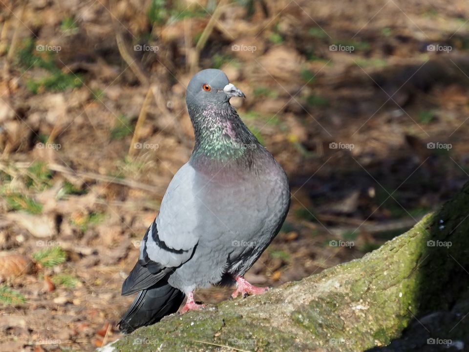 Pigeon