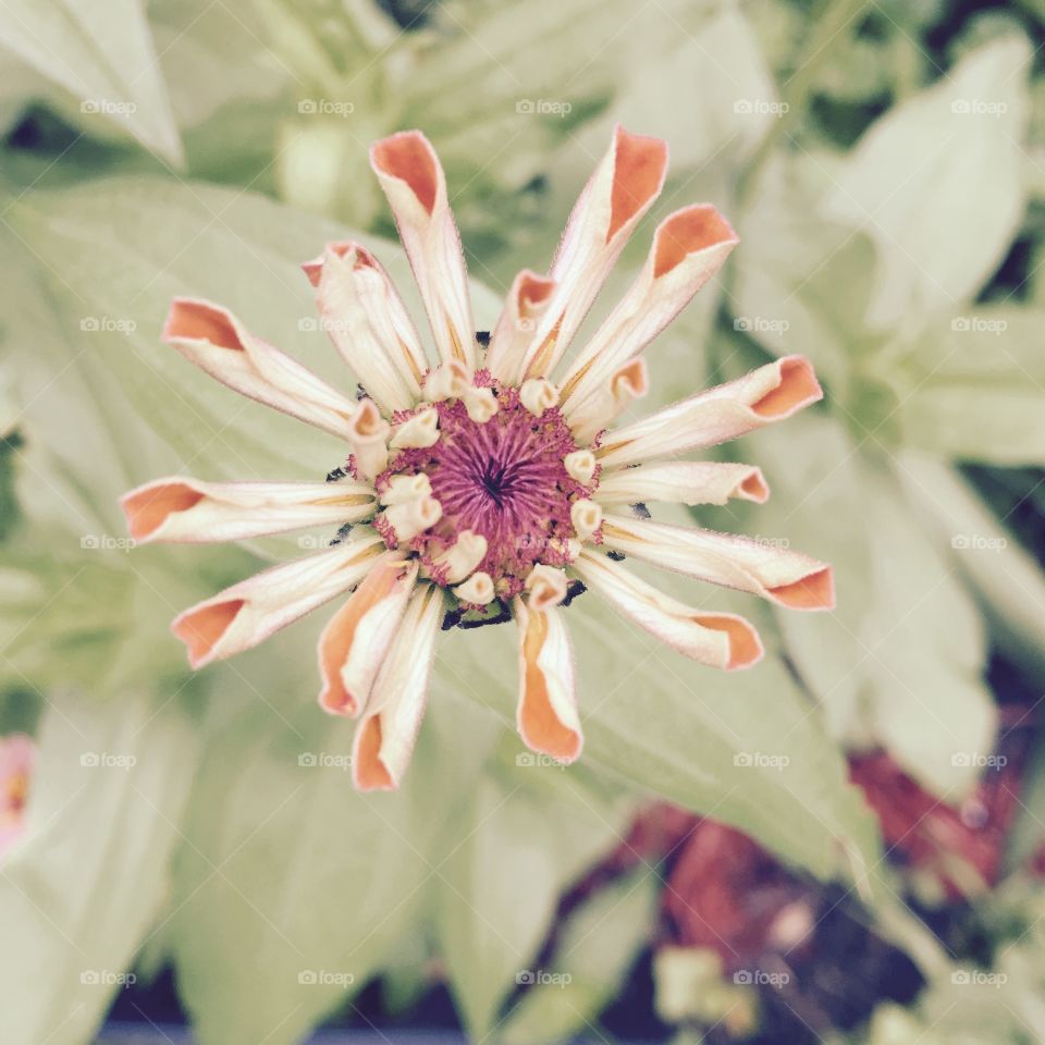 Beautiful flower in my garden ready to come into bloom , as its petals are curled to the inside ready to unfurl in a cream and orange color.