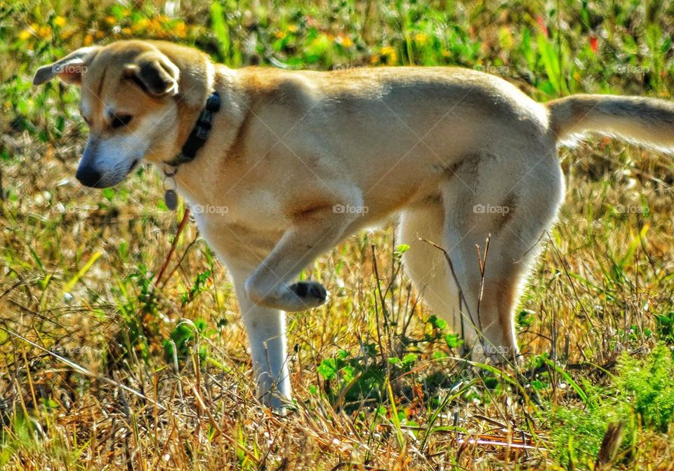 Hunting Dog