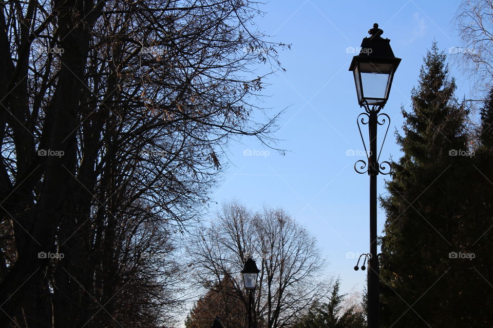 public lampposts silhouettes and trees with no leaves