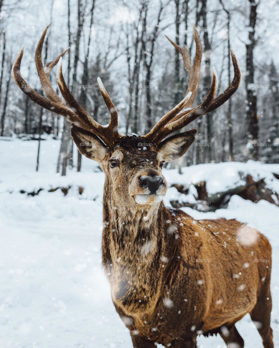 neve,alce,arvore seca,chao,natureza