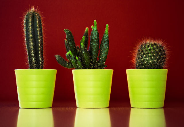 cactus