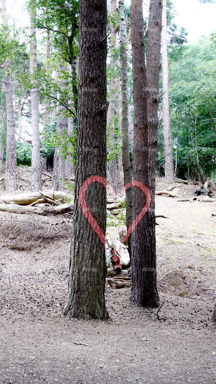 Red heart shape painted on few trees in the forest