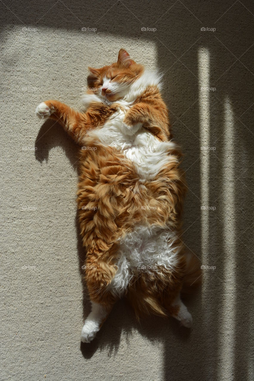 ginger cat pet portrait sleeping home in the solar light and shadows top view