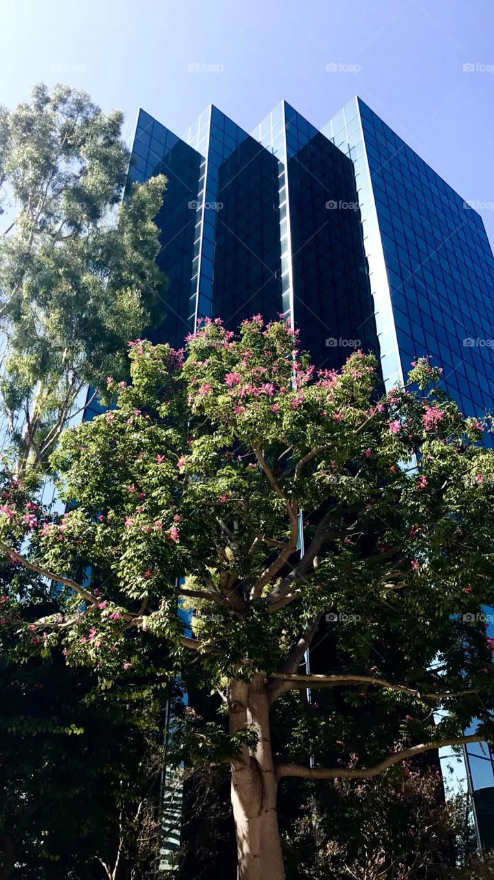 LA area