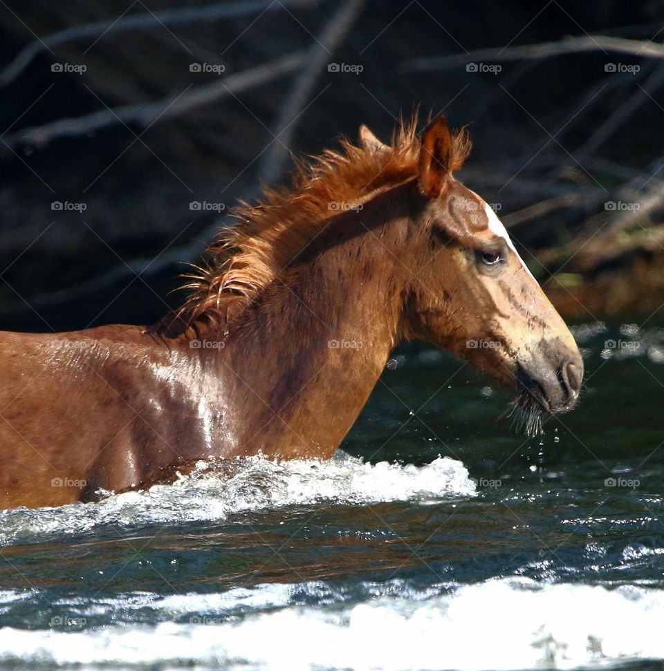 Wild Colt Crossing Swift River