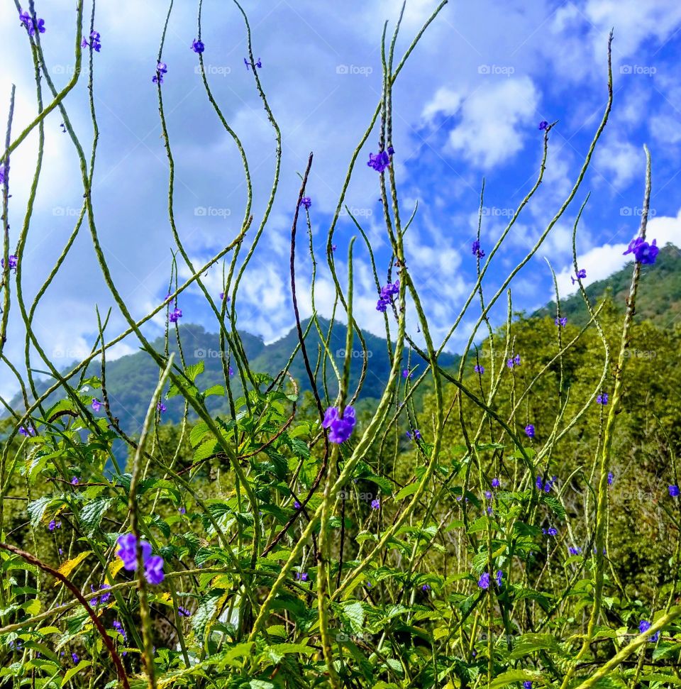 The front Jamaica False-valerian were striving up&up, that was a natural growing beauty, they also encouraged the people need to strive up and up for something you want. all the colors and curves were a
beautiful landscape in the sunny mountain.
