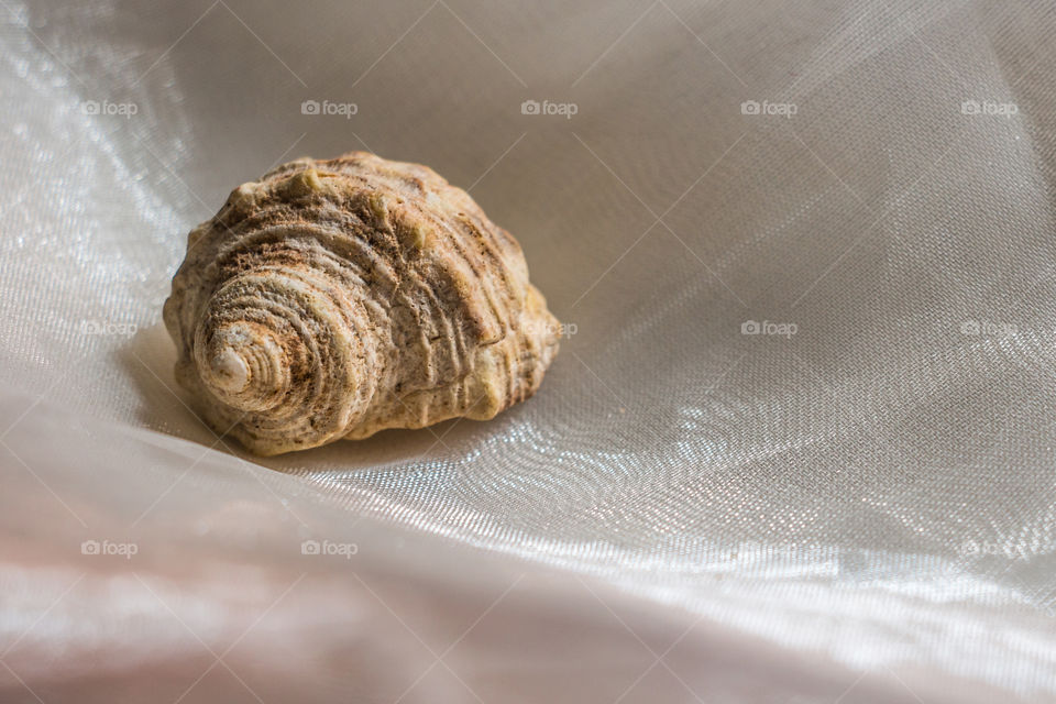 Sea shell on white texture