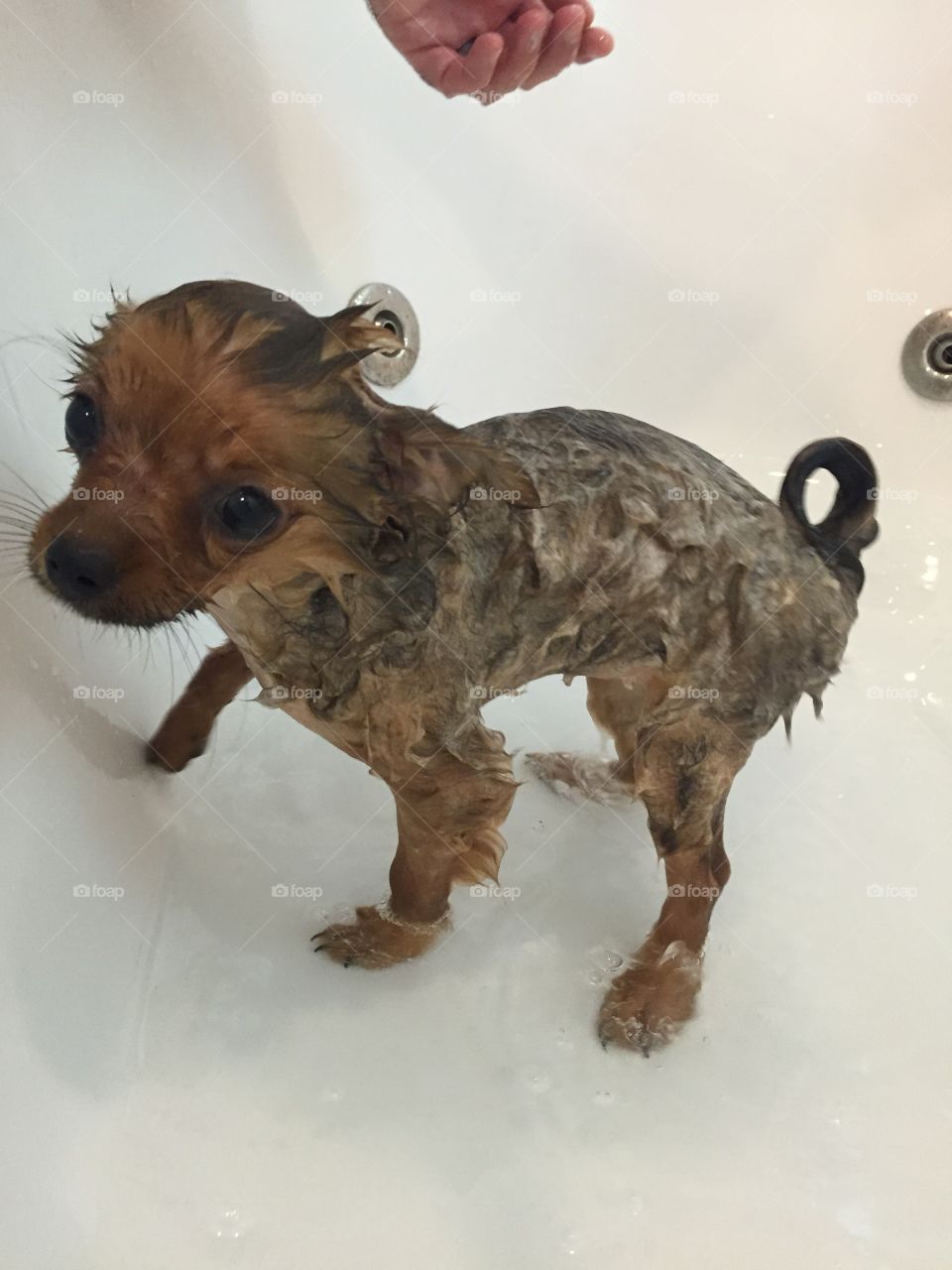 Wet chihuahua puppy in the bathtub 