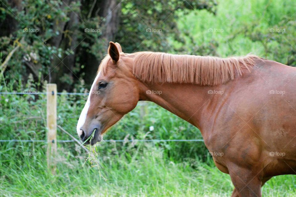 horse portrait