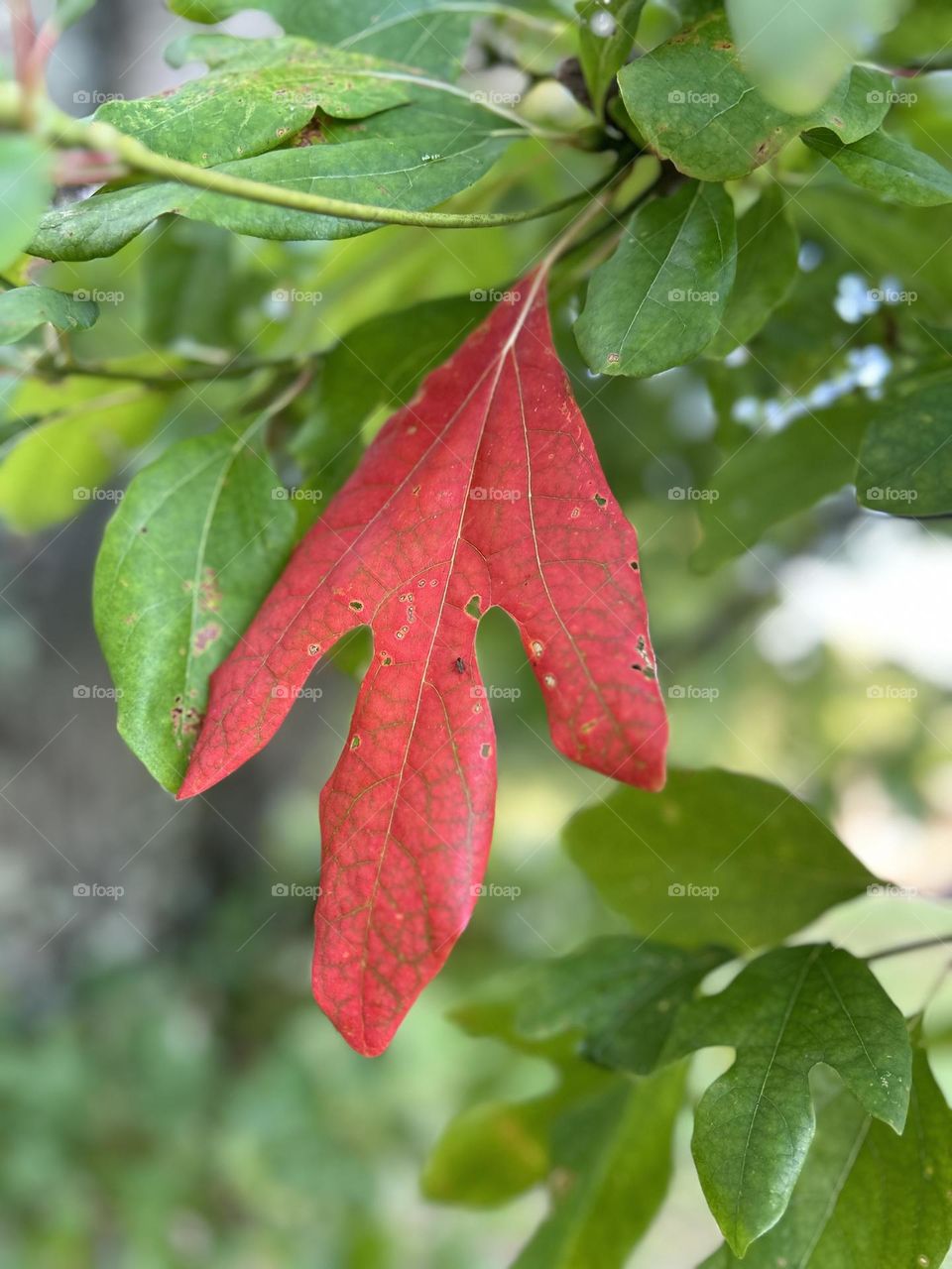 First red leaf of autumn