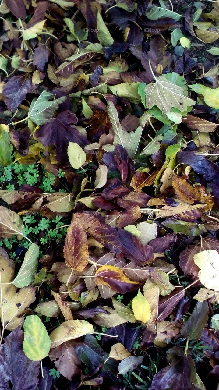 Colorful leaves on the ground