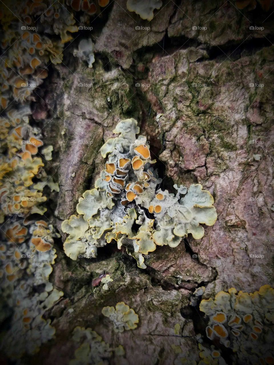 orange  fungi