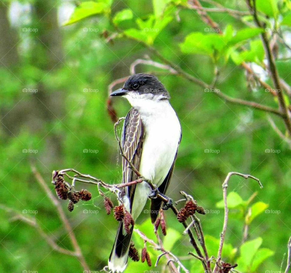Kingfisher from my kayak