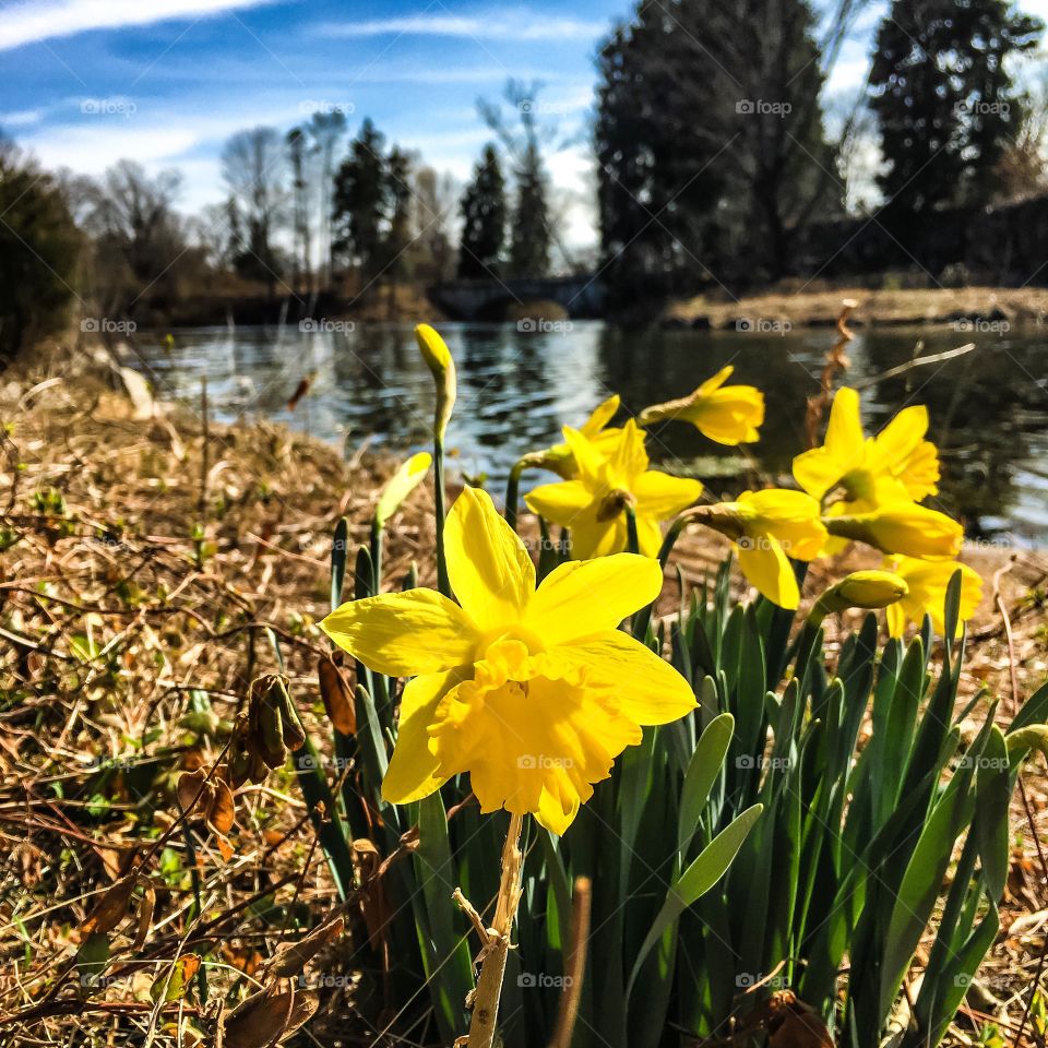 Daffodils on the water