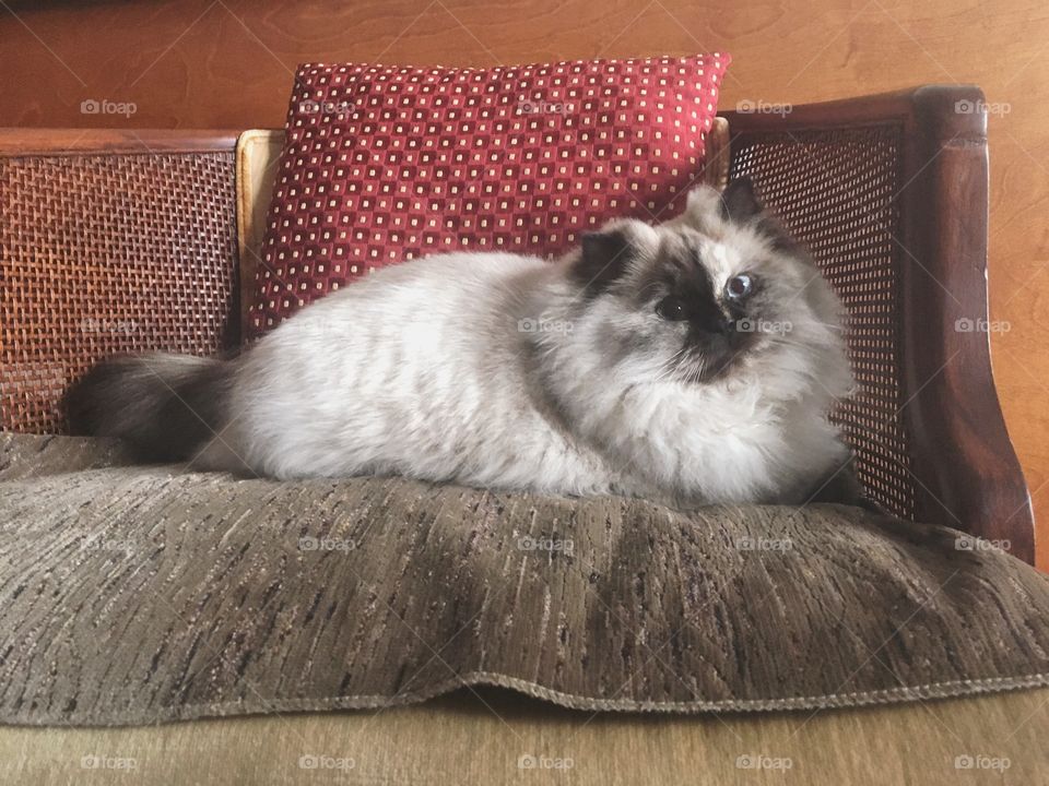 Long Haired Cat with Blue Eyes Lounging in a Chair