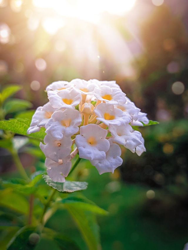 Flowers are very beautiful plants to look at
