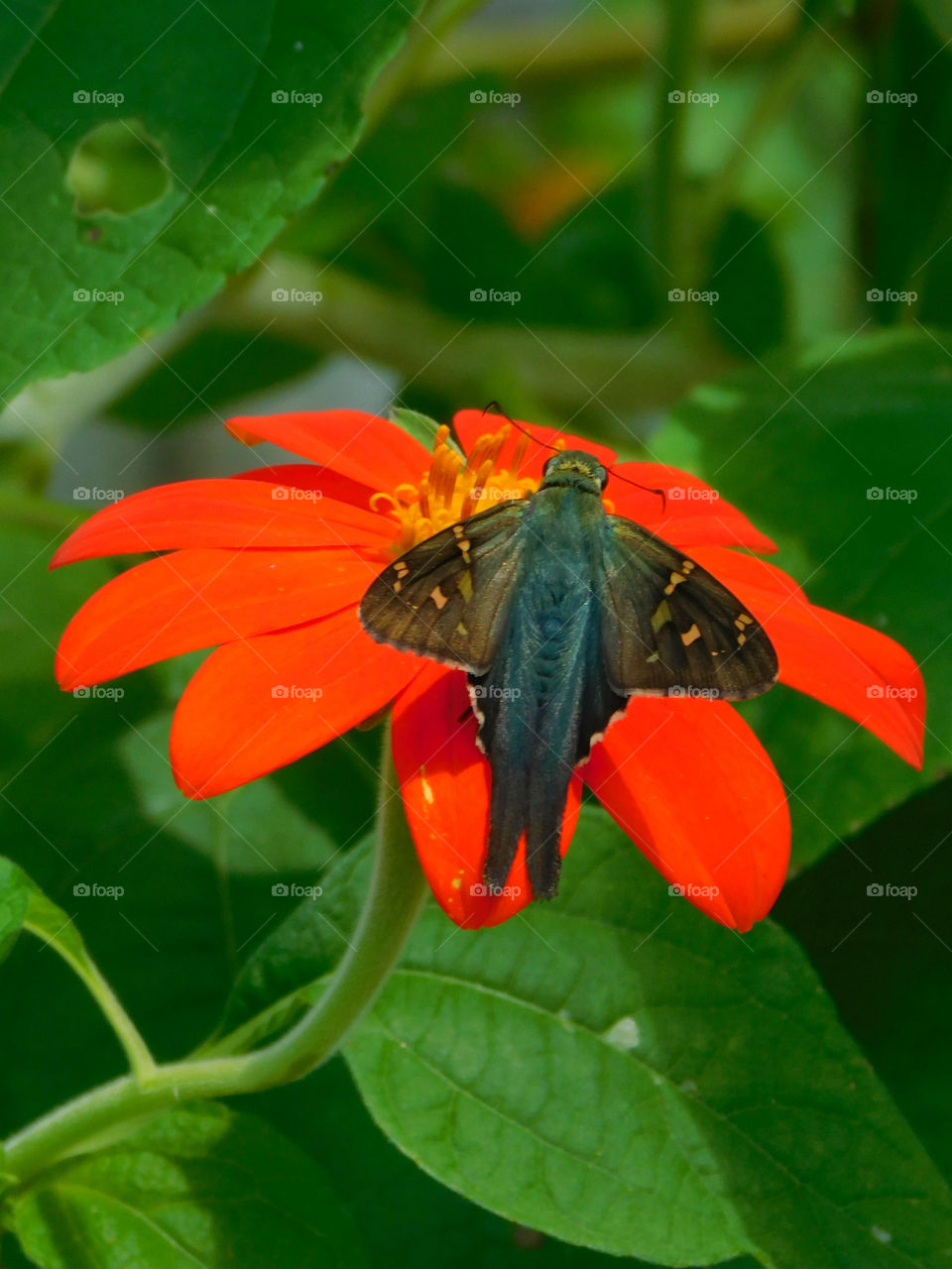 Insect on red flower