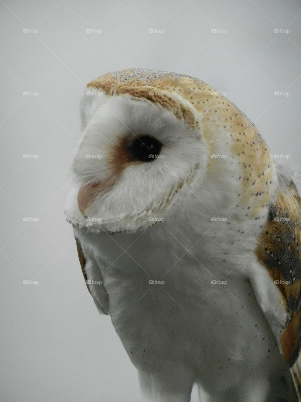 Close Up of my barn owl