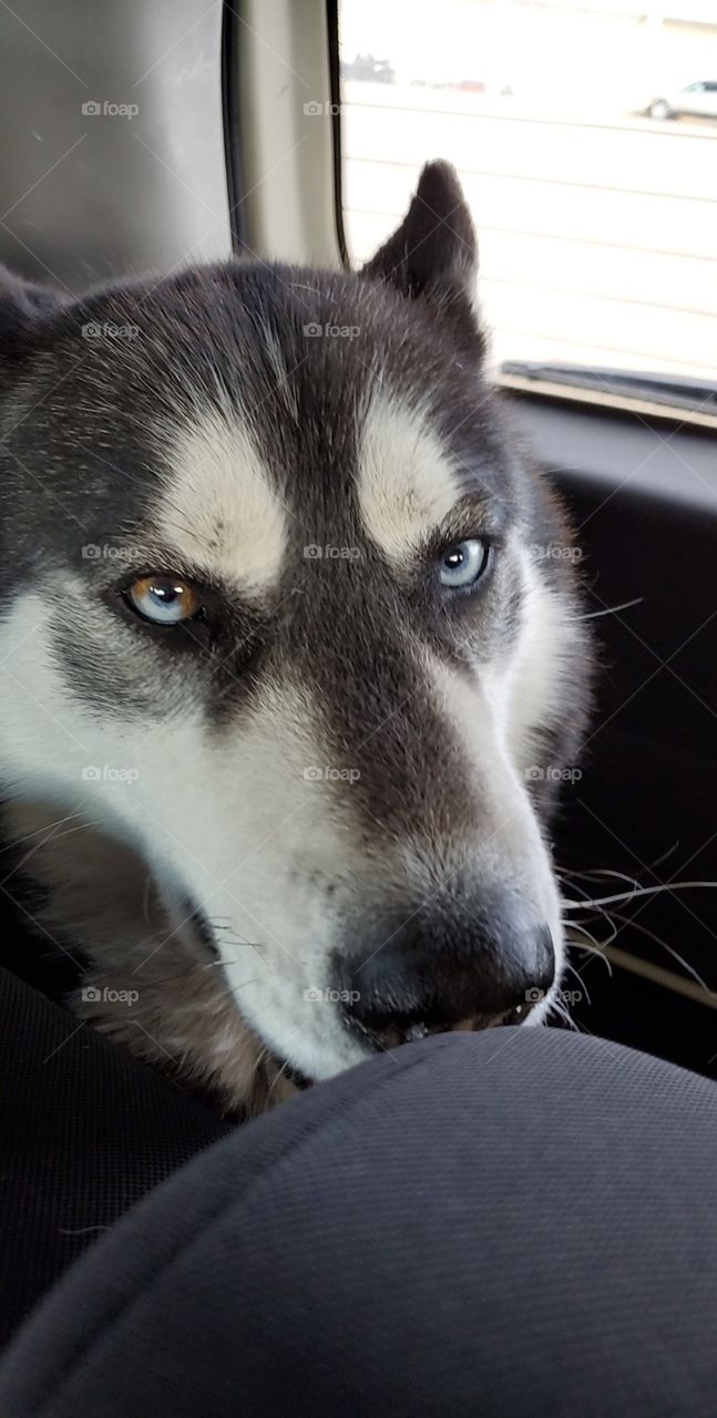 Zeus
AKC Registered Siberian Husky
Look at them Parti Eyes
Insta: howling_winds_siberians