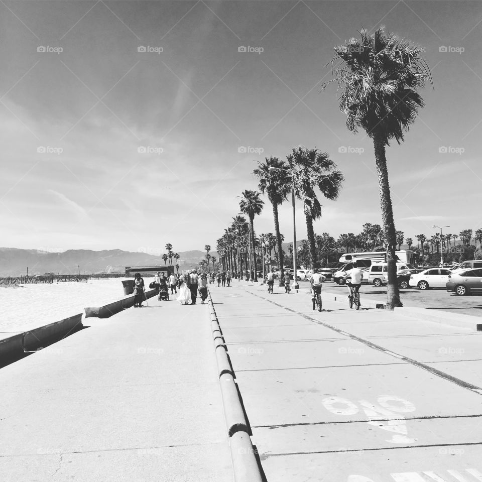 Black and White Beach Path with Beautiful Palm Trees, Bicyclists, and People walking 