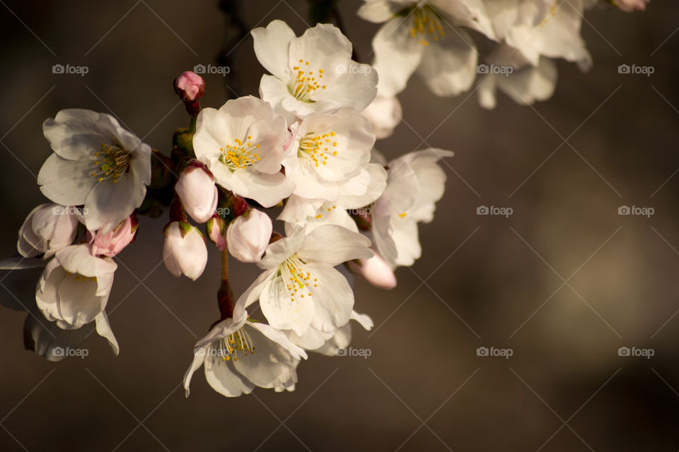 Cherry Blossoms Close-up at Sunrise