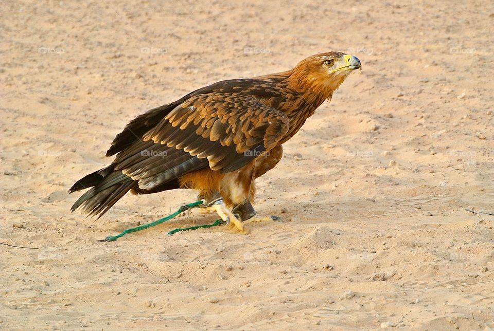 Hunting Falcon
