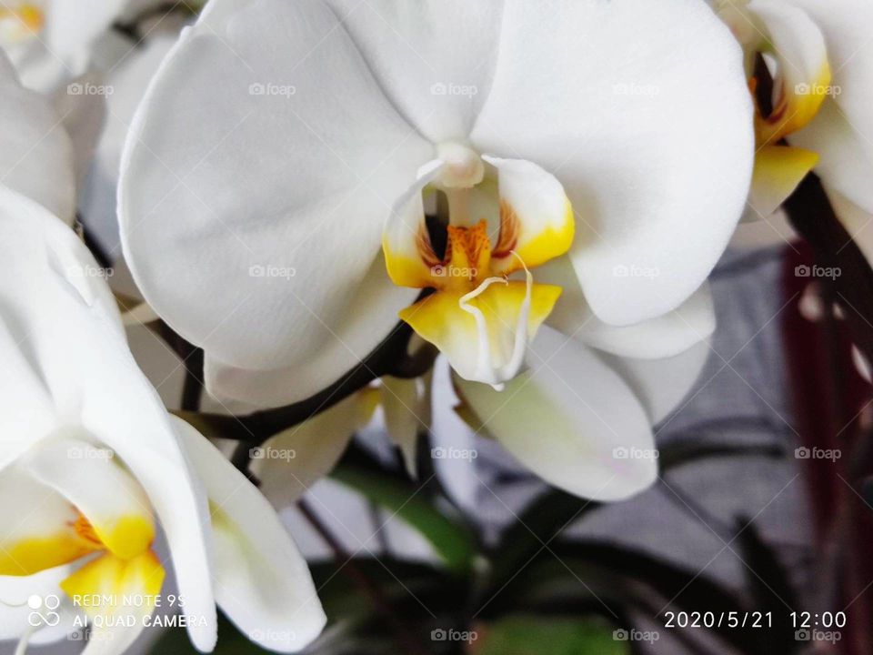 orchidea