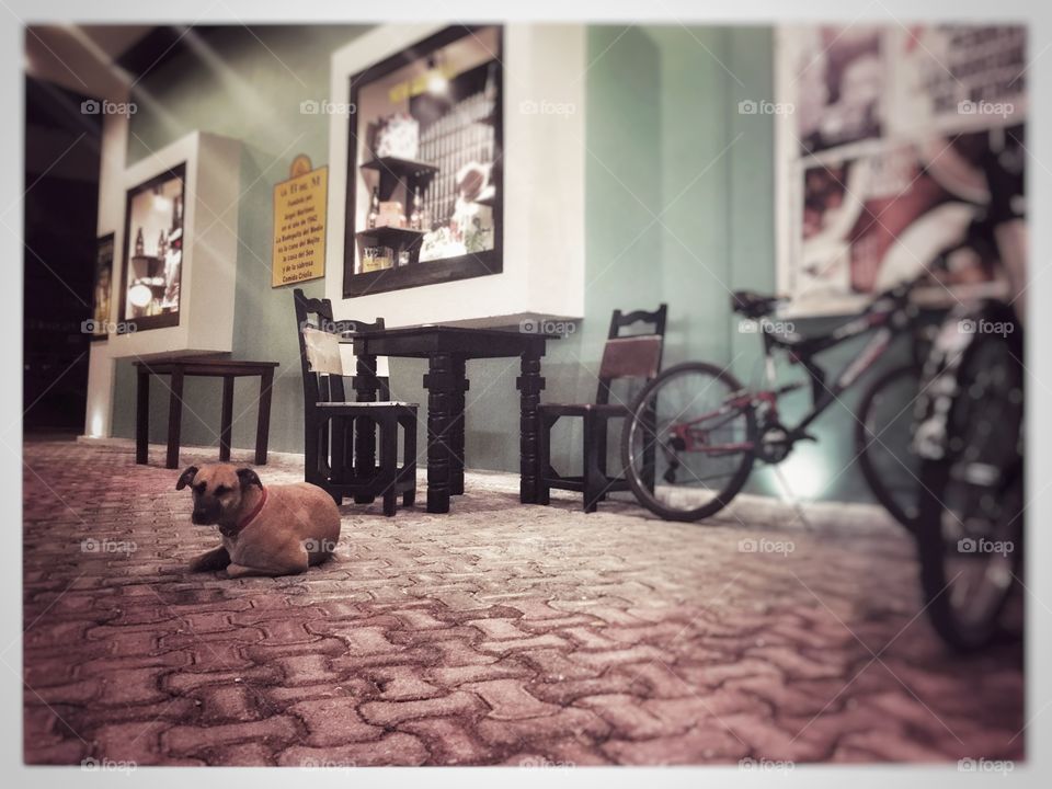 Cuban touch. We were eating at "BODEGUITA DEL MEDIO" on this table just near the road, and watched this lonely dog just waiting....