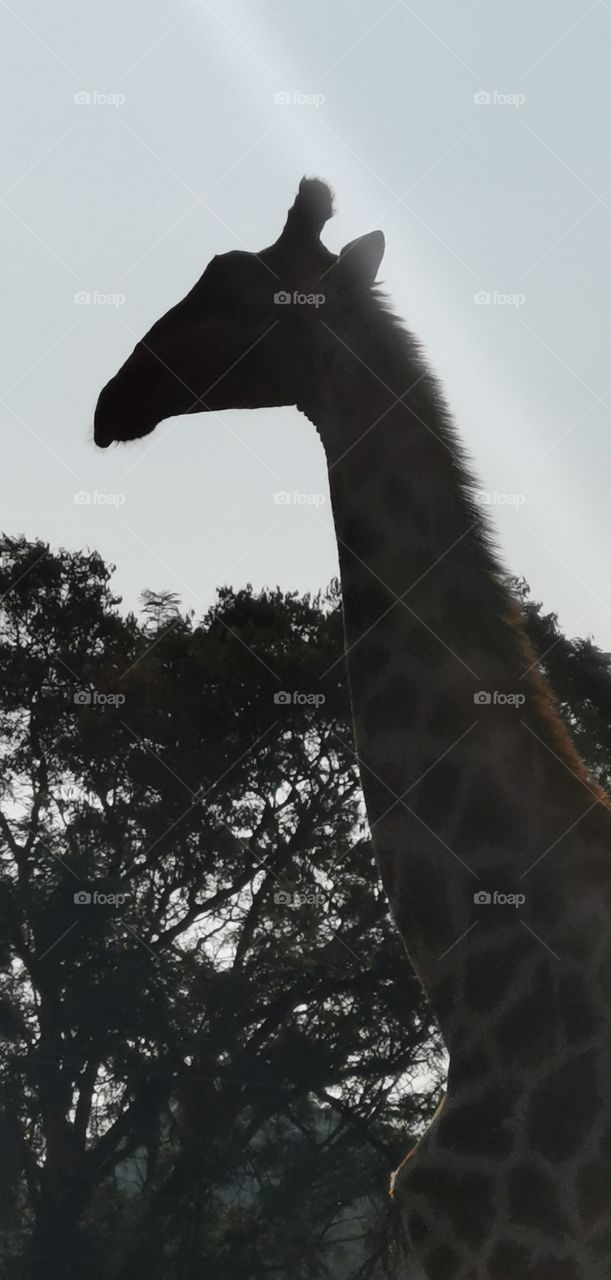 Giraffes are truly such beautiful, majestic animals. This is an amazing close-up I took this morning.