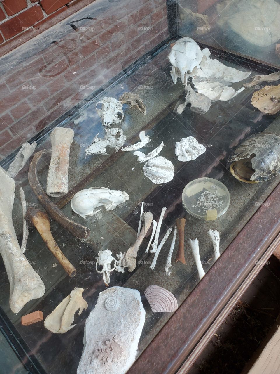 bone fossils, stone,turtle shell