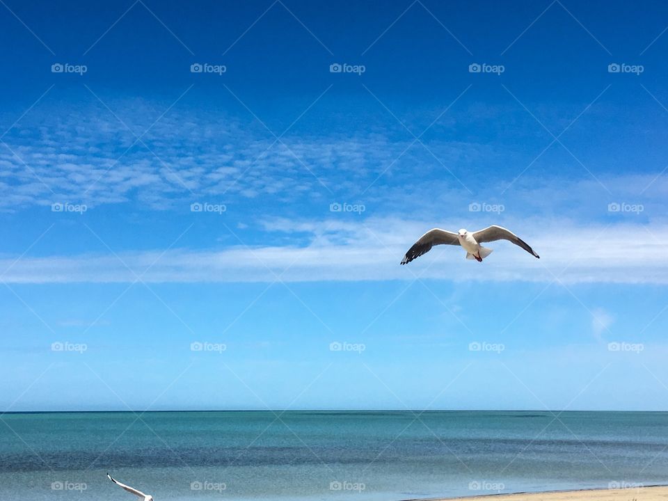 Seagull flying over beach in South Australia