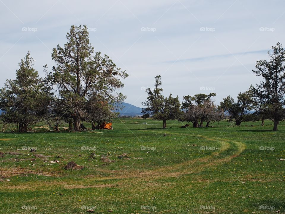 A road in a farm field winds through the juniper tree with a hill in the background on a sunny spring day in Central Oregon. 