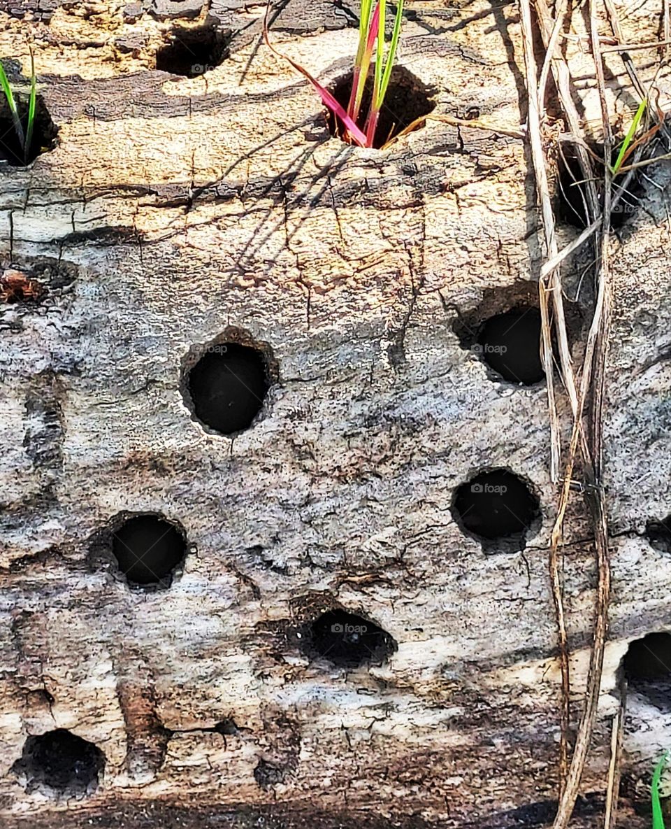 Circles of nature in a piece of a fallen tree in the woods 🪵