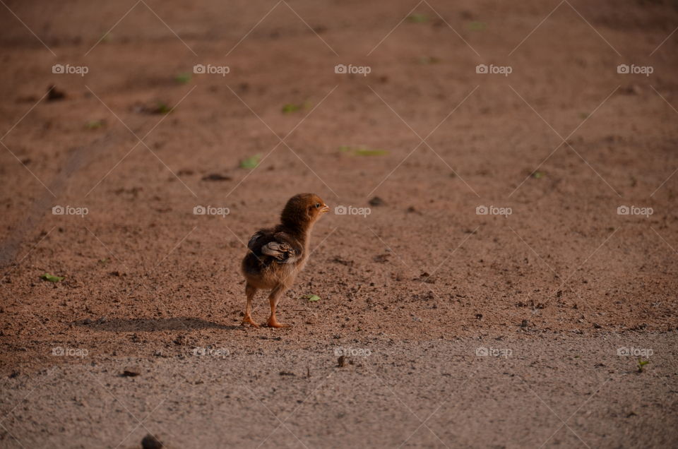 cute baby chick