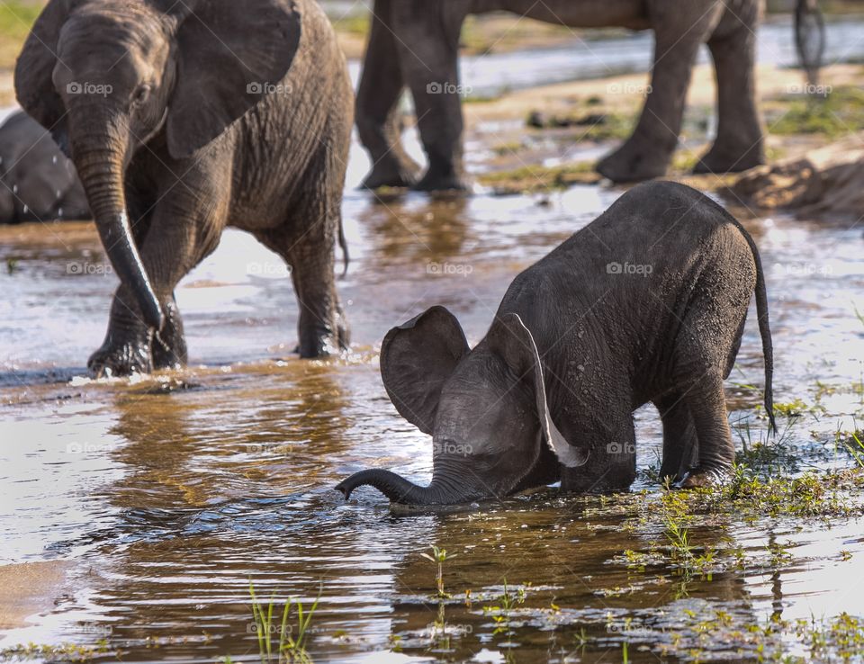 Baby Elephant learning to drink.  Not quite sure how to use her trunk!