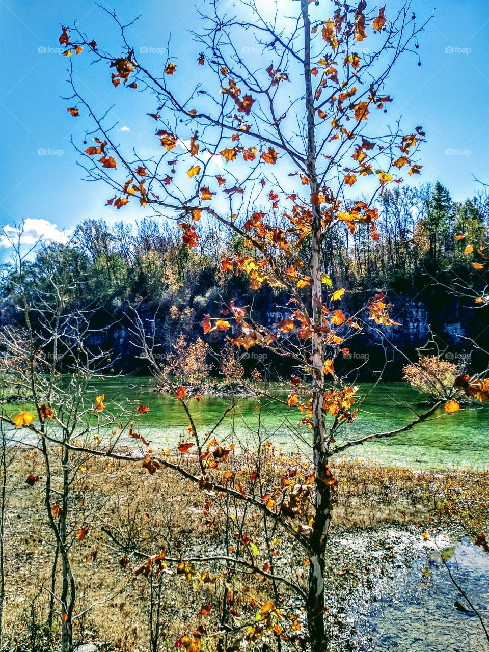last fall leaves on a tree
