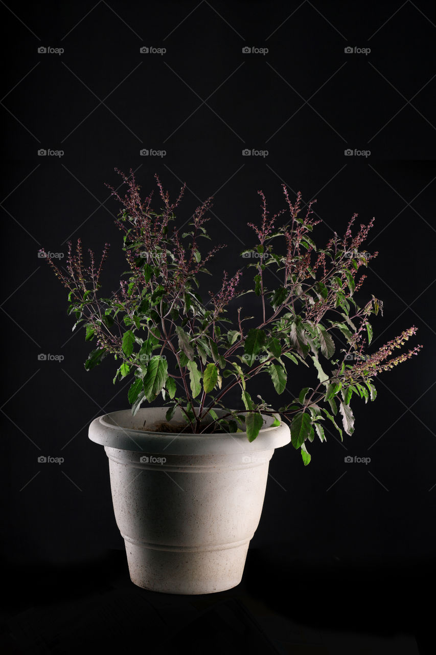 Indian plant Tulsi or Basil which has many medicinal uses. It is also a holy or a sacred plant in Hindu beliefs.