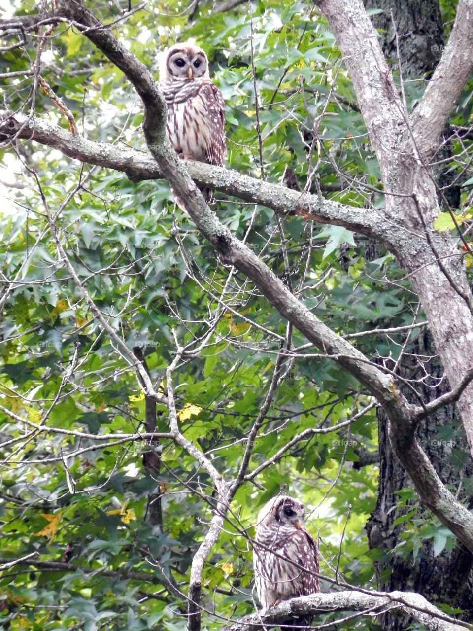 two owls in a tree with green forest background