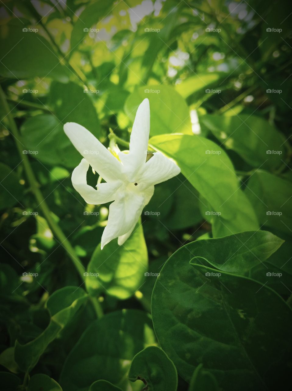 a jasmine flower