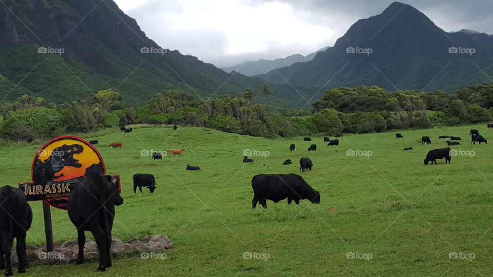 cow farm