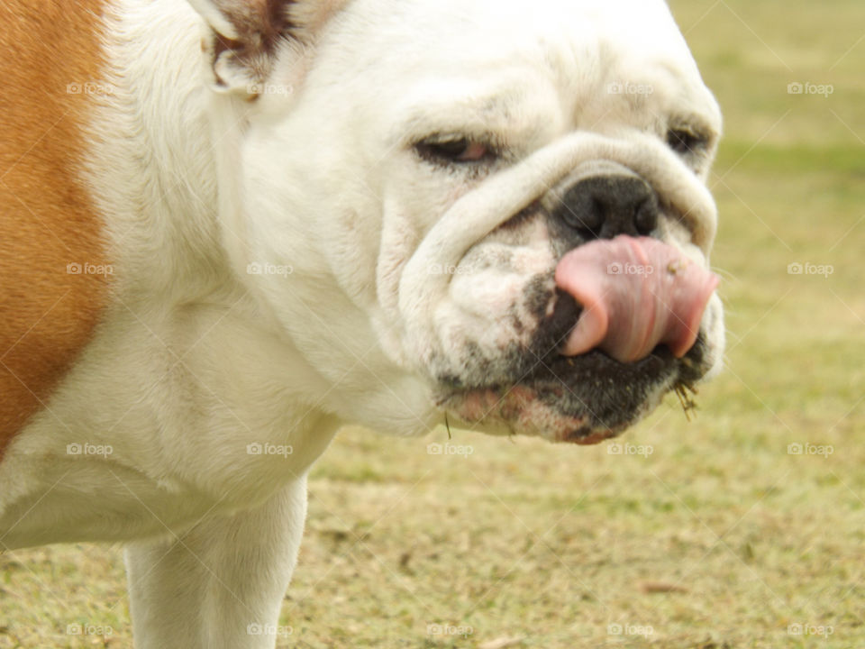 bulldogdog