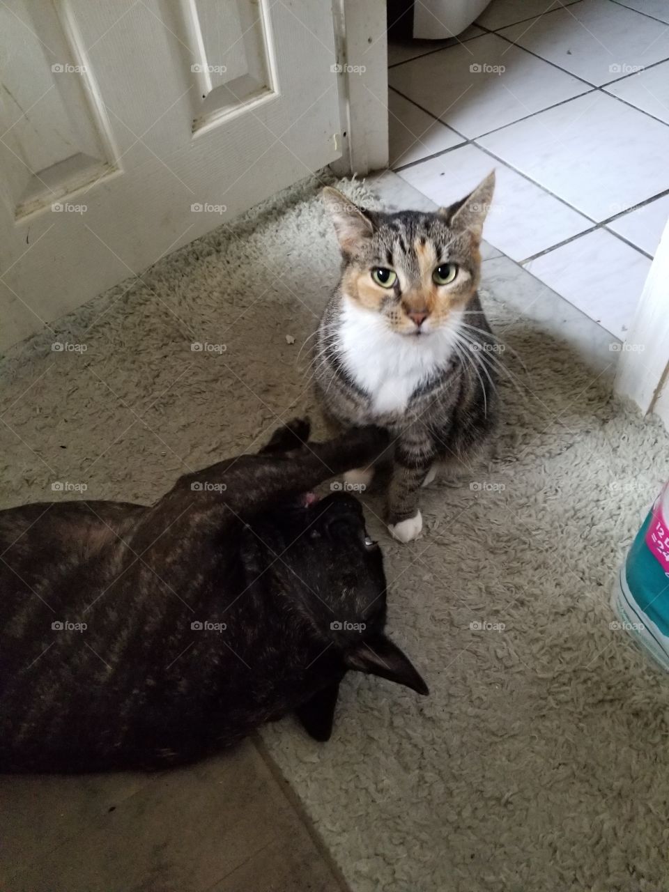 Best Friends Cat and Dog