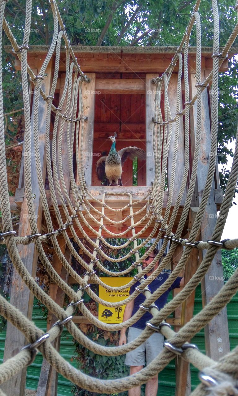 Pava. Pava en los columpios del zoo de Barcelona