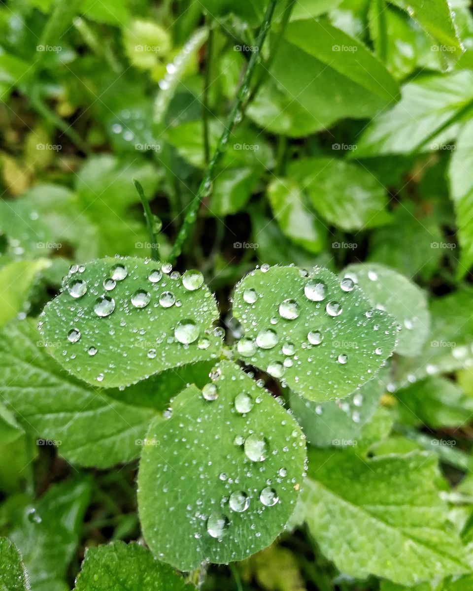 Raindrops