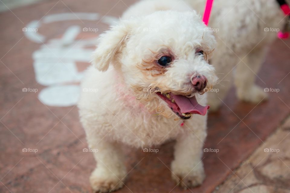 Close-up of fluffy dog