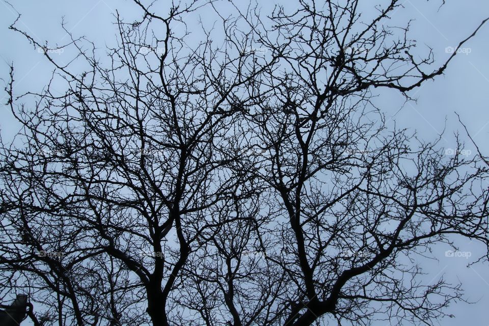 Tree, Branch, No Person, Wood, Alone