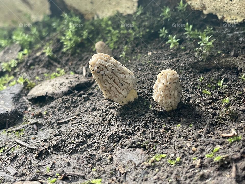 Spring Morels