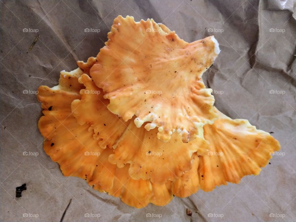 Chicken of the Woods mushroom Oregon coast